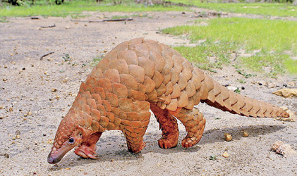 કીડીખાઉ પેંગોલીનનો મોટા પાયે સફાયો