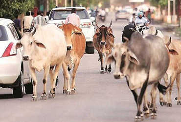 જામનગરના લાખોટા તળાવની પાળે રસ્તે રઝળતા ઢોરના કારણે વધુ એક માનવ જિંદગી હોમાઈ
