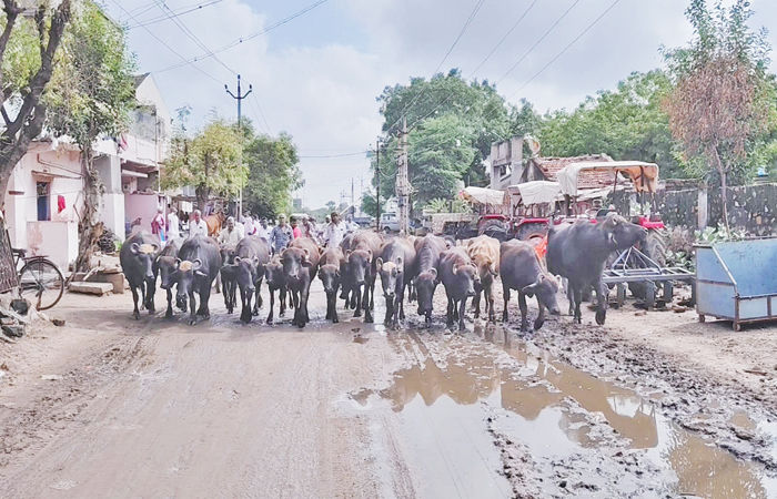 વઢવાણની સીમમાં 300 વીઘામાં પશુઓ દ્વારા ભેલાણ કરાતા મગફળી, કપાસને નુકસાન