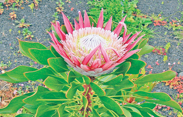 South Africa’s Giant Flower King Protea