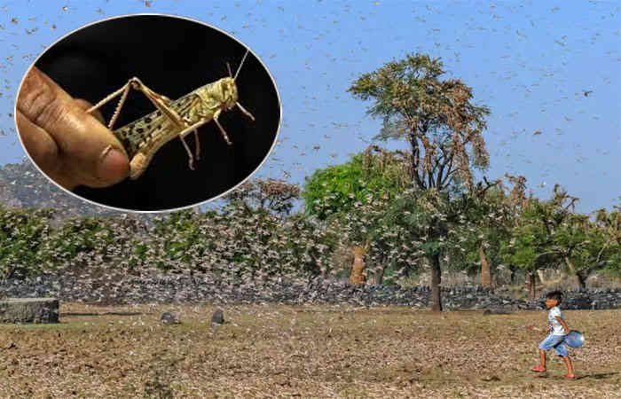 વધતા તીડ માટે ગ્લોબલ વોર્મિંગ જવાબદાર,  ભારત પર મોટું સંકટ : ડબલ્યુએમઓ