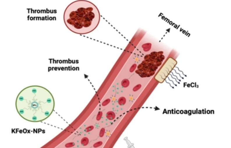 IIT-BHU bioengineers develop nanoparticles to stop blood clotting