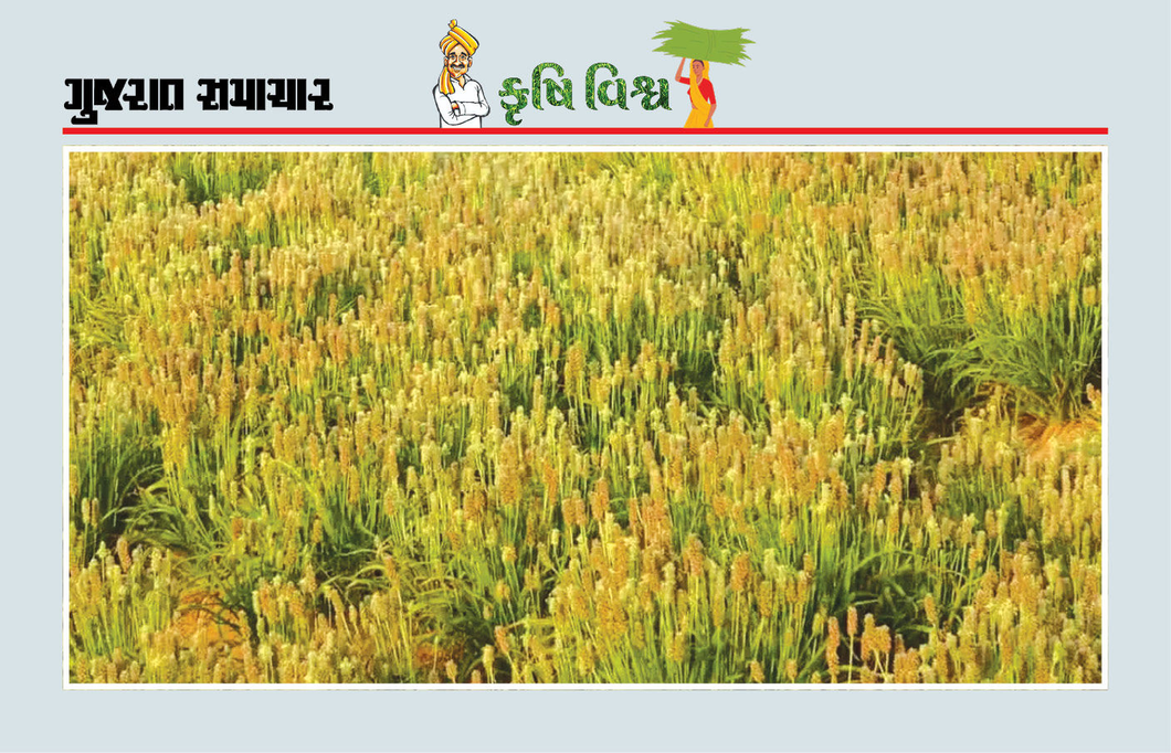 ઇસબગુલની ખેતીના મધ્યવર્તી તબક્કામાં સાવઘાની જરૂરી, ઉત્પાદન અને ગુણવત્તા પણ જળવાશે