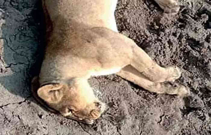 ગિરમાં એક સિંહણનો મળી આવ્યો મૃતદેહ, બીજી સિંહણનું કૂવામાં પડી જવાથી મોત