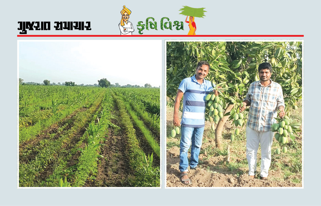પરંપરાગત ખેતી પાકમાં પણ મૂલ્યવર્ધન એ આર્થિક વૃદ્ધિનો શ્રેષ્ઠ ઉપાય