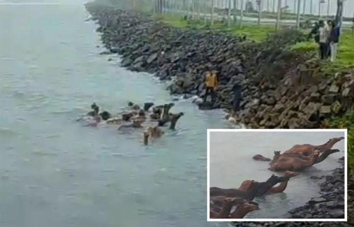 33 camels founding wading through water at Vadinar Port, rescued