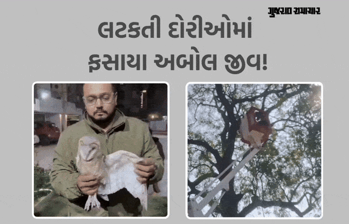 ઉત્તરાયણ બાદ પણ લટકતી દોરીઓ પક્ષીઓ માટે આફત: અમદાવાદમાં ઘુવડ અને છોટાઉદેપુરમાં બગલાનો દિલધડક બચાવ