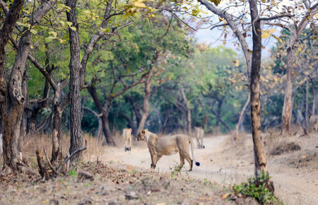 Gir lion cub deaths: Forest dept awaits sample test report sent to GBRC in next 3-4 days