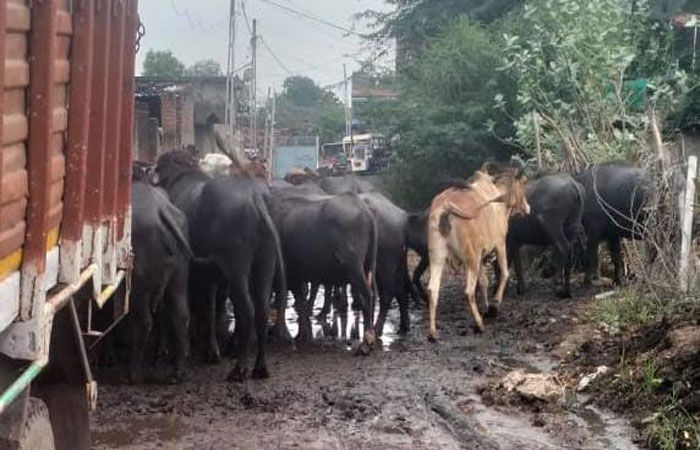 બોરાણા ગામમાં માથાભારે શખ્સો કોમન પ્લોટમાં ગંદકી ફેલાવતા ડેન્ગ્યૂના 2 કેસ