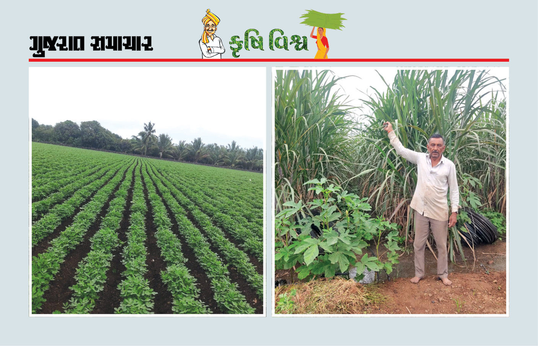પ્રાકૃતિક કૃષિની સફળતા તો જૂઓ ! દેવામાં ડૂબેલા ખેડૂતને દેવામુક્ત કર્યો