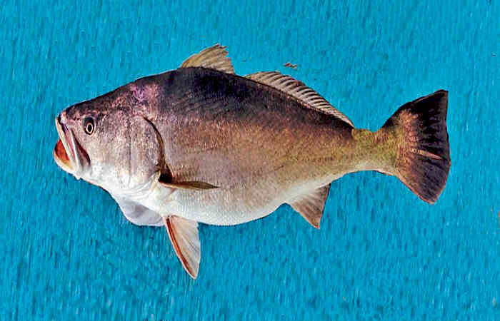 ચીનના લોકોનો પ્રાણીઓ ખાવાનો વિચિત્ર શોખ
