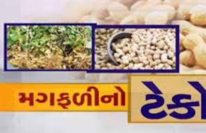 ખાંડીદીઠ 9,000 ટેકો દેવા 10,000નાં આંધણ સહિત 20,000ની નુકસાની