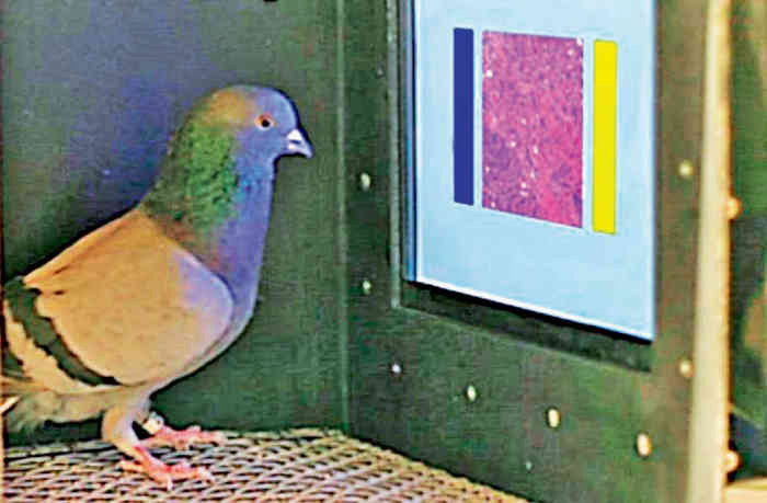 કબુતર બ્રેસ્ટ કેન્સર ડીટેક્ટ કરી શકે છે