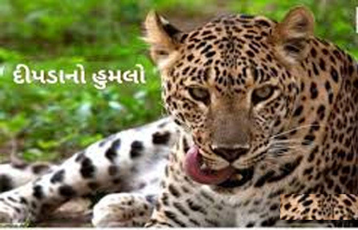 કાચાં મકાનમાં સૂતેલાં વૃદ્ધાને શિકાર બનાવવા દીપડો ત્રાટક્યો