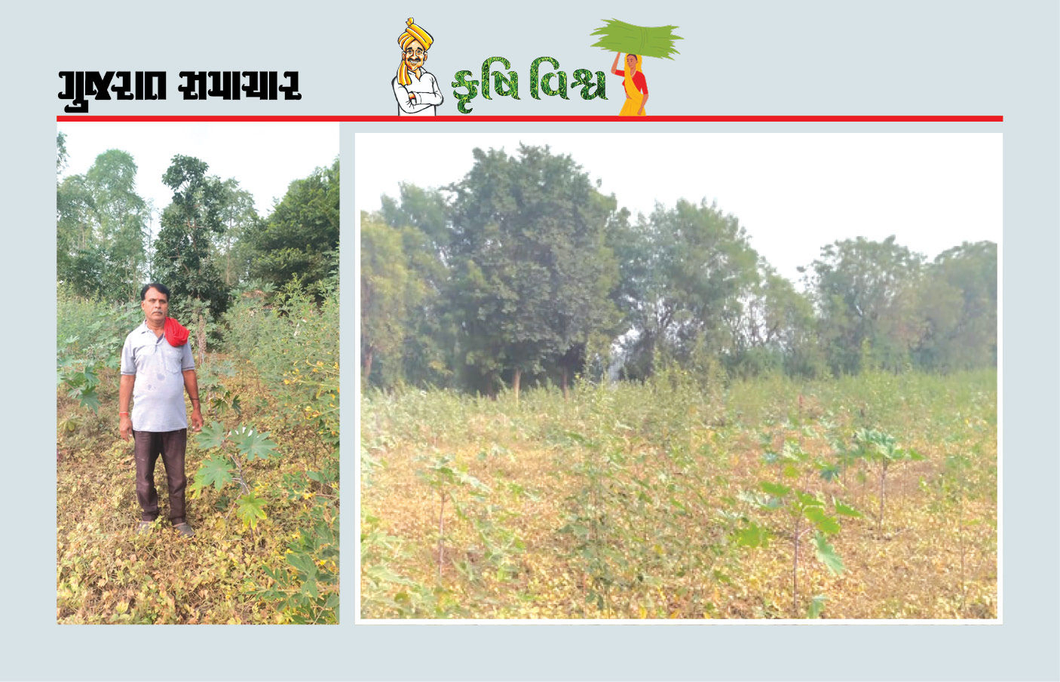 અતિવૃષ્ટિ વચ્ચે પણ પ્રાકૃતિક ખેતીએ પાક બચાવ્યો