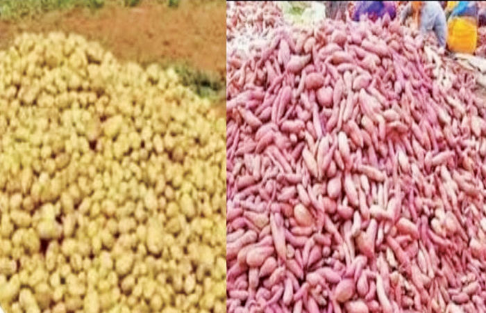 કપડવંજ પંથકમાં બટાકા-શક્કરિયાના ભાવમાં ઉથલપાથલની શક્યતાઓ