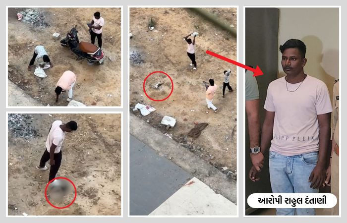અમદાવાદમાં બિલાડી પર પથ્થરો મારી ઘાતકી હત્યા કરનારની ધરપકડ, ચોંકાવનારું કારણ આવ્યું સામે
