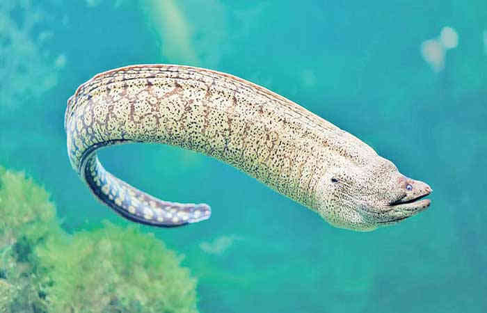 500 વોટનો ઇલેકિટ્રક કરંટ: ઇલ માછલી