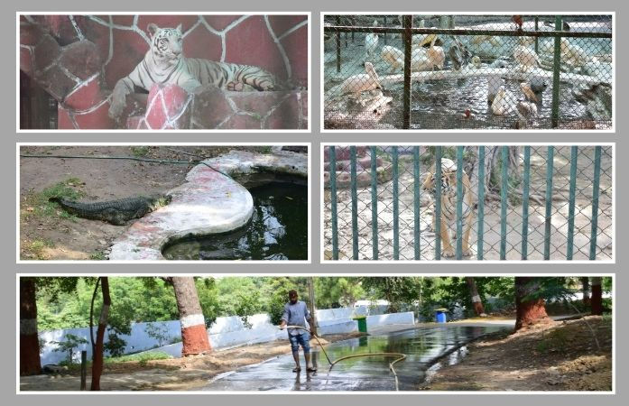 અમદાવાદ: 40 ડિગ્રીથી વધુ તાપમાનમાં વન્યજીવો માટે કાંકરિયા ઝૂ સજ્જ, એર કૂલર અને ગ્રીન નેટથી અપાશે ઠંડક