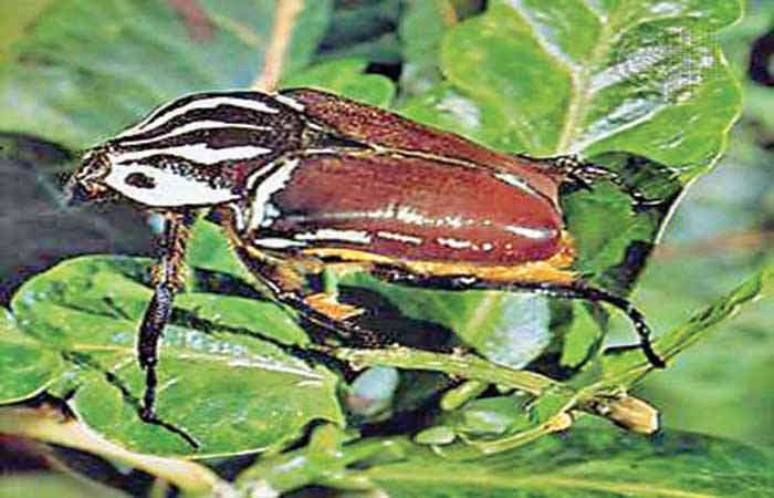 જંતુ જગતનું જાણવા જેવું