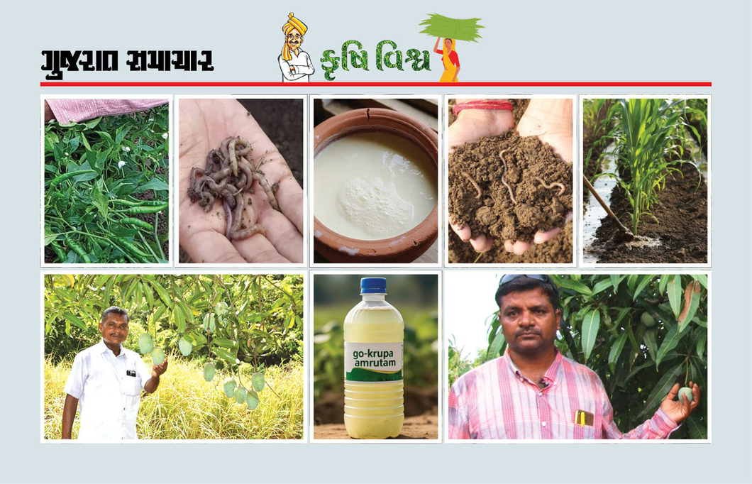 કોઈ પણ ખર્ચ વિના રોગ-જીવાત નિયંત્રણ કરીને લાખો રૂપિયાનો પાક બચાવે-ગોકૃપા અમૃતમ્