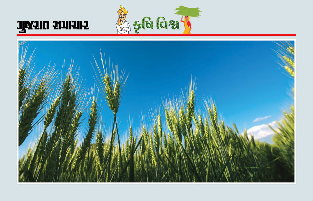 લહેરાતા ખેતીપાકોને રોગ-જીવાતોથી અવશ્ય બચાવીએ, સાથે જ માનવીય સ્વાસ્થ્ય અને પર્યાવરણને પણ બચાવીએ