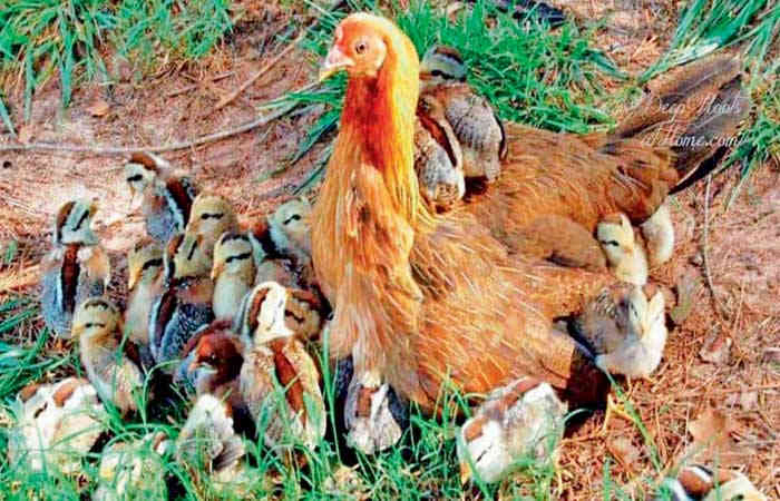 ખોરાક માટે વર્ષે 40 અબજ પ્રાણીઓની હત્યા...
