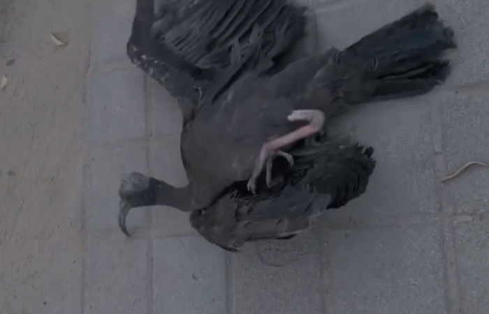 Dehydrated black ibis rescued in Ahmedabad’s Sola Area amid Heatwave
