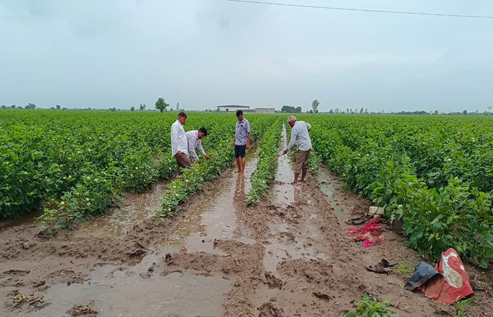 સુરેન્દ્રનગર જિલ્લામાં વરાપ વગર સતત વરસાદથી ખેડૂતોને નુકસાનની ભીતિ