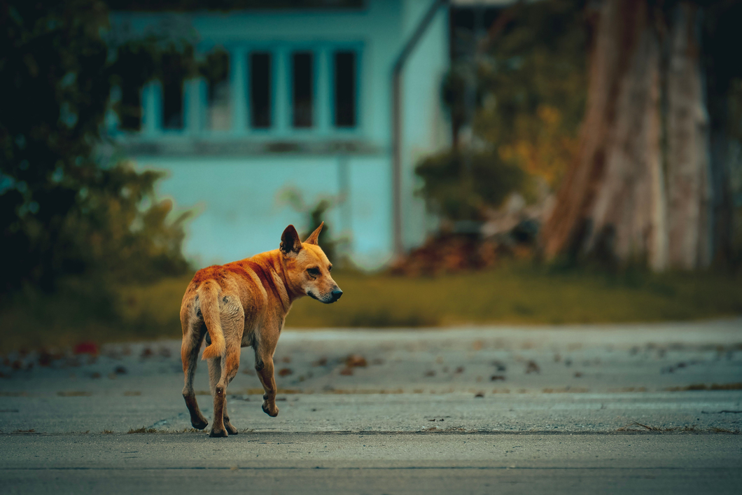 Mumbai BJP asks BMC to fast-track sterilisation, build dog shelters