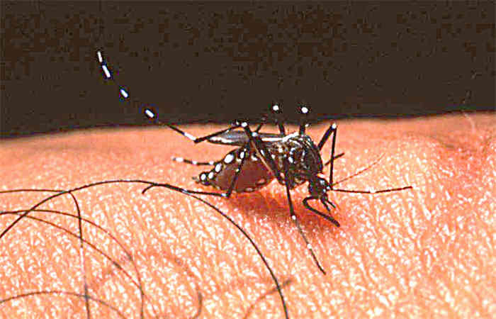 ડેન્ગ્યુના નવા પડાવ                  .