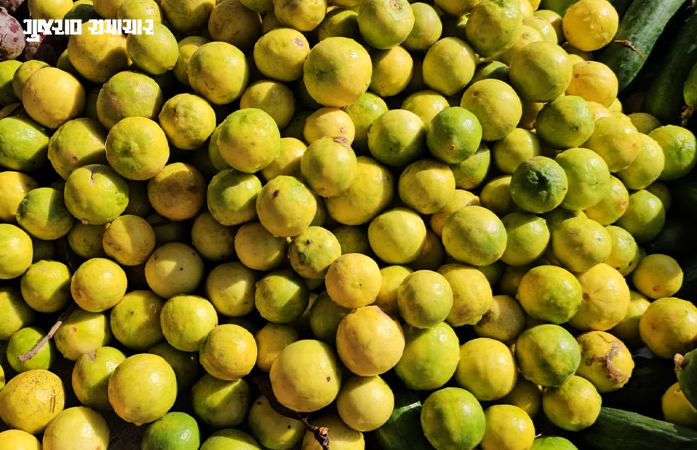 પંચમહાલ: ગરમી વધતા લીંબુના ભાવ આસમાને, પ્રતિ કિલો સફરજન જેટલી કિંમત