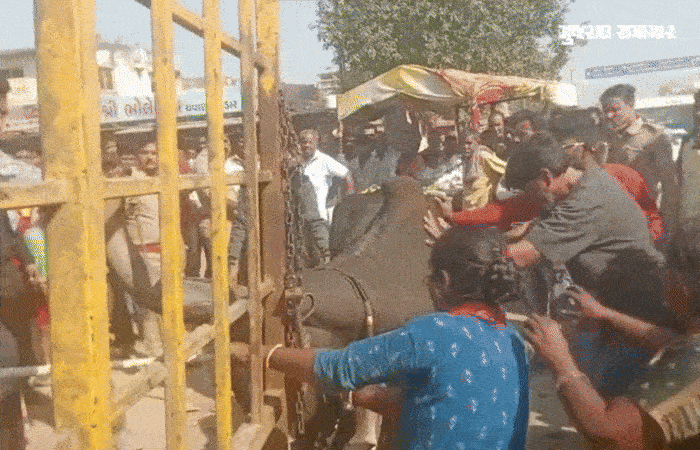 VIDEO | અમદાવાદ: પશુ સાથે માલિક પણ પાંજરામાં! આજીવિકા બચાવવા રડતી દીકરી પર AMCના કર્મચારીઓને દયા ન આવી!