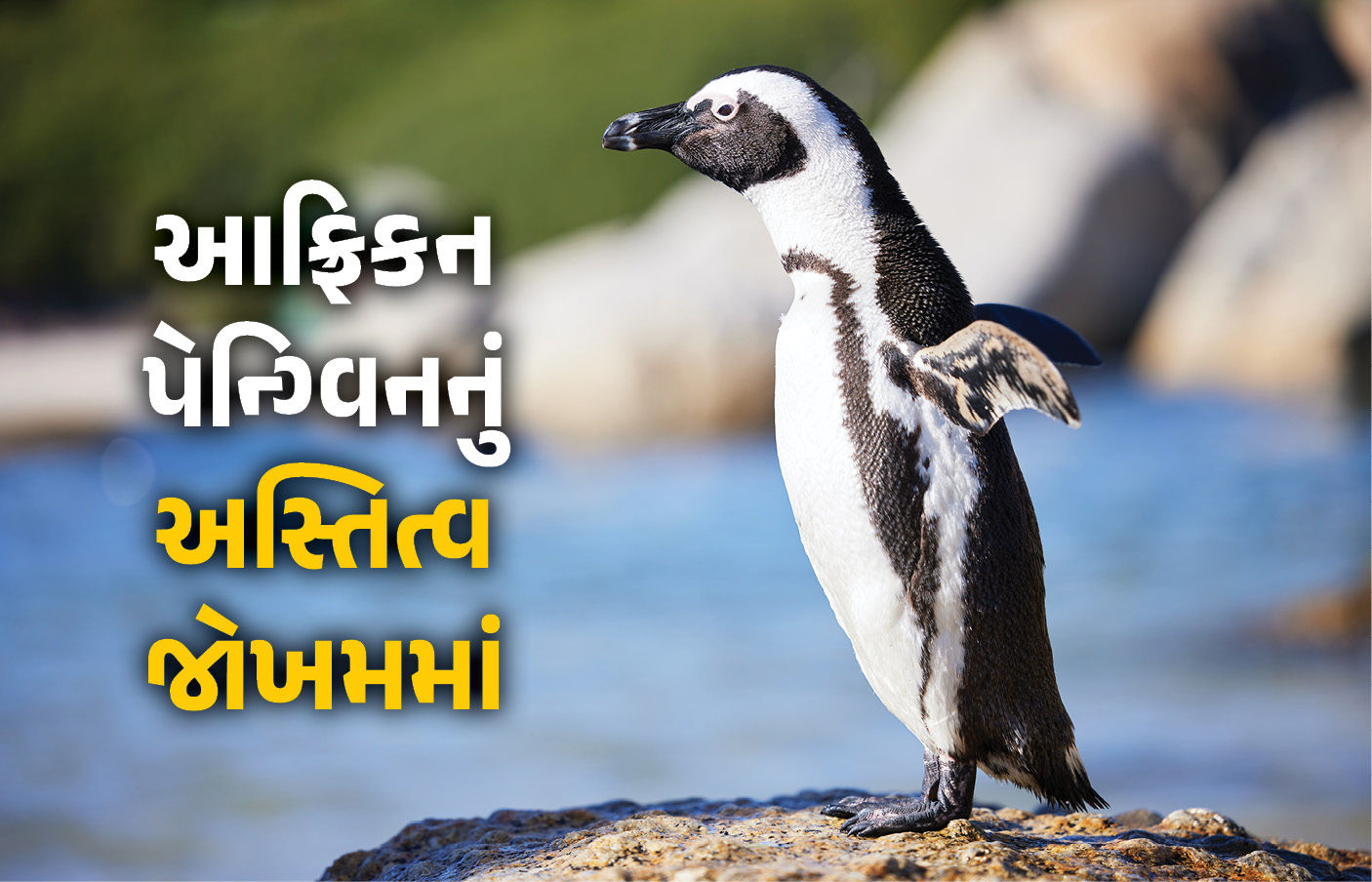 Explainer: આફ્રિકન પેન્ગ્વિનનું અસ્તિત્વ જોખમમાં, સારડિન માછલીના વસ્તીઘટાડાને કારણે ભૂખમરાનો ભોગ બન્યા