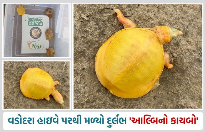 વડોદરા હાઇવે પરથી મળ્યો એક દુર્લભ 'આલ્બિનો કાચબો', કુતૂહલની સાથે ચિંતાનો વિષય