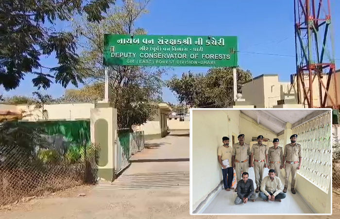 અમરેલી નજીક સિંહના મોત માટે જવાબદાર બે આરોપીની ધરપકડ, પૂછપરછમાં ચોંકાવનારી કબૂલાત