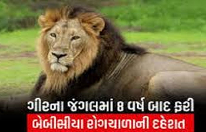 વાઘ કરતાં સિંહો ગ્રુપમાં રહેતા હોવાથી સી.ડી.વી.નાં સંક્રમણનો મોટો ખતરો