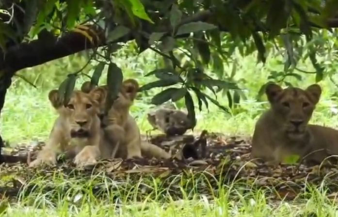 Gir home to 891 lions, but has capacity to support only 300