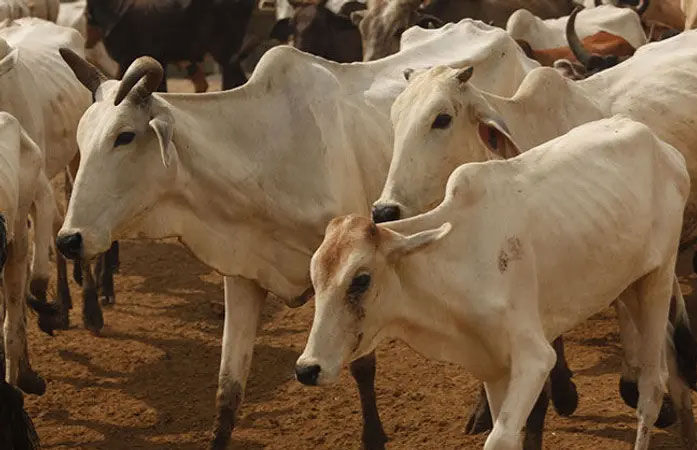 Ahmedabad municipal commissioner orders removal of stray cattle from streets within a week