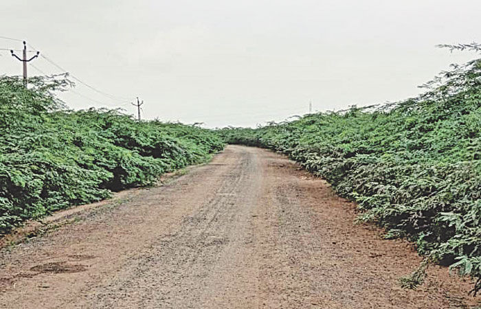 લખતરના છારદ-લીંબડ રોડ પર બાવળોના સામ્રાજ્યથી અકસ્માતનો ભય