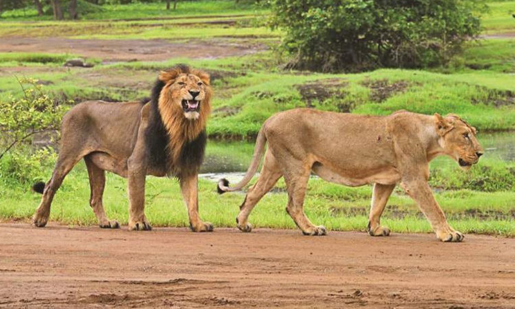 Gir Eco-Sensitive Zone issue becomes a hot potato for Gujarat government
