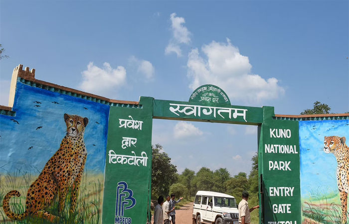 Project Cheetah: ગ્વાલિયર એરપોર્ટ ખાતે લેન્ડ થયું 8 ચિત્તાઓ સાથેનું વિમાન