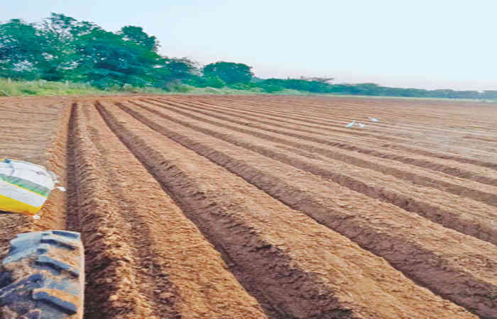 અરવલ્લી જિલ્લામાં રવી વાવેતરનો પ્રારંભ છેલ્લા અઠવાડિયામાં 308 હેકટરમાં વાવેતર