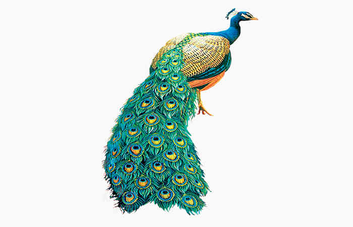 પક્ષીઓનાંપીંછાંની અદ્ભૂત રચના