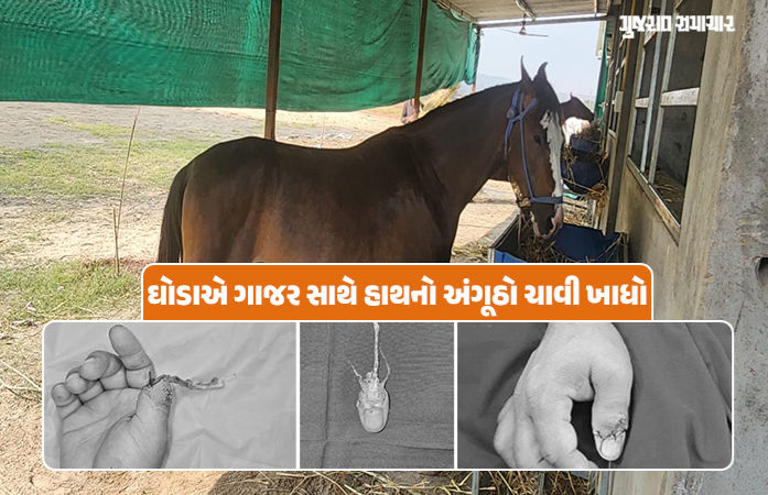 પશુ પ્રેમીઓ સાવધાન! ઘોડો ગાજર ખવડાવતા માલિકનો હાથનો અંગૂઠો ચાવી ગયો, બાદમાં સફળ સર્જરી