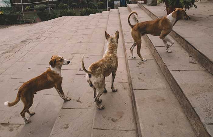 Animal cruelty laws in India: Growing call for urgent reforms