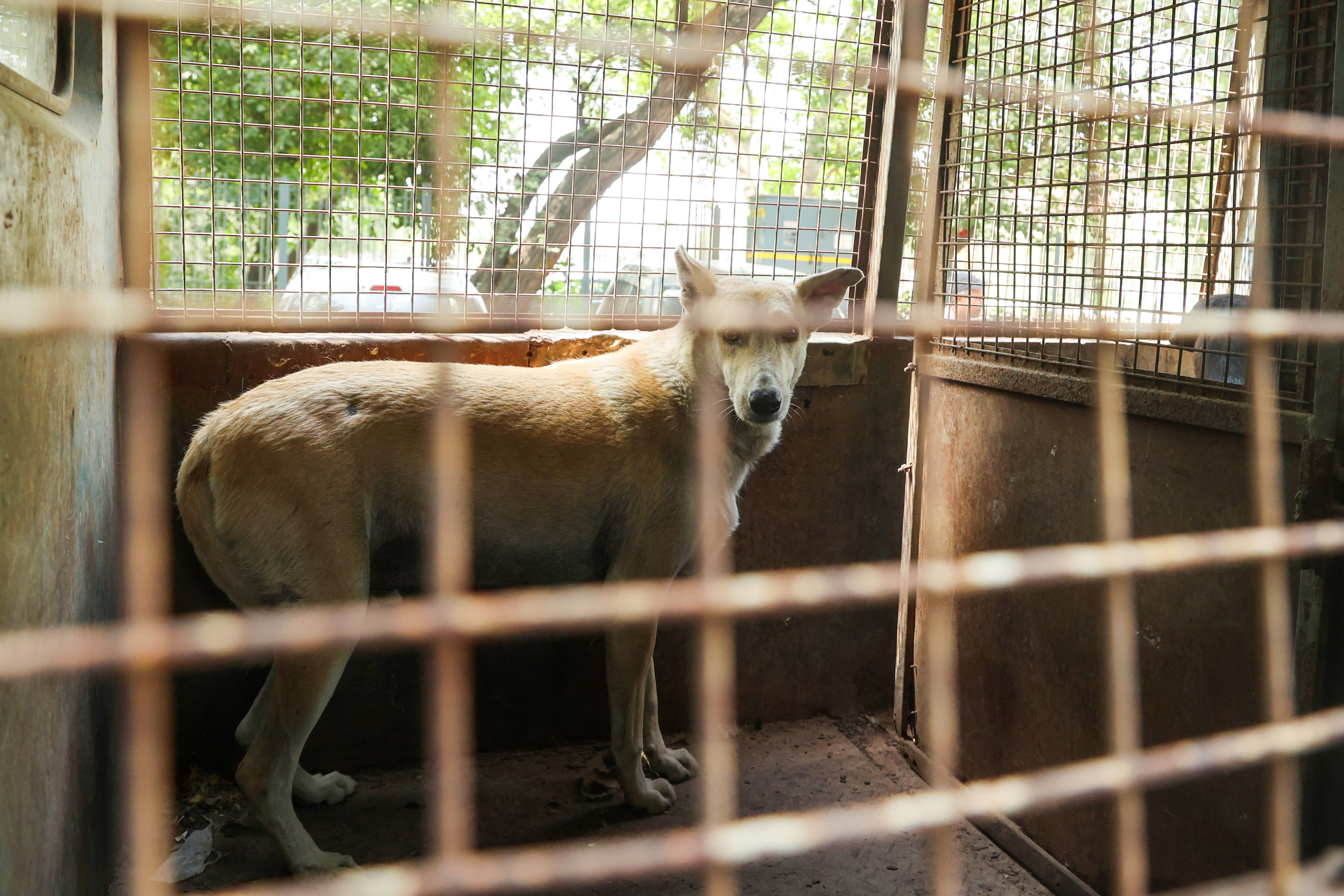 3-judge SC bench to hear afresh issue of strays in Delhi-NCR