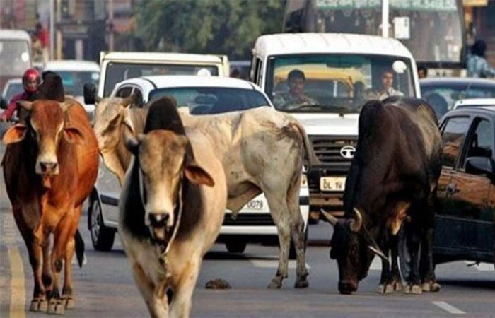 સરકારે બિલ પાછુ ખેંચ્યું, માલધારીઓ તમામ 11 માંગણીઓ સાથે અડગ