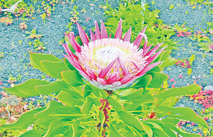 દક્ષિણ આફ્રિકાનું વિરાટફૂલ : જાયન્ટ પ્રોટી