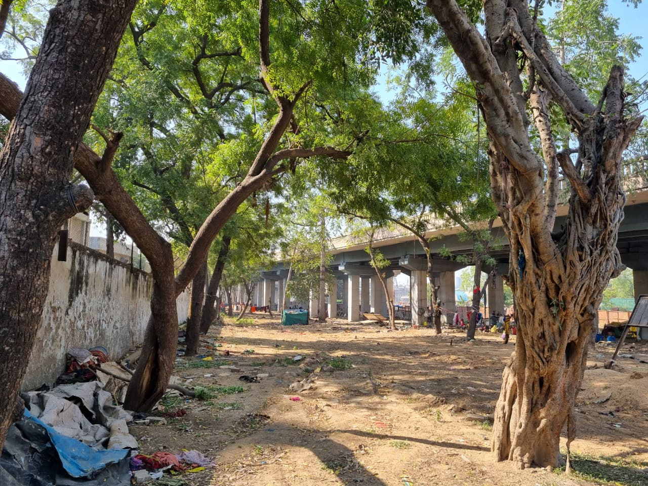 ફલાયઓવરબ્રિજ, આઈકોનિક રોડ બનાવવા અમદાવાદમાં ૨૭૩ લીલાછમ વૃક્ષોનું નિકંદન કાઢવાની શરુઆત